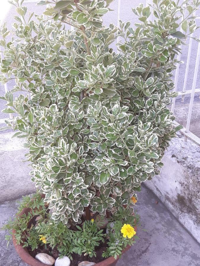מרגרה Venice Park House מראה חיצוני תמונה
